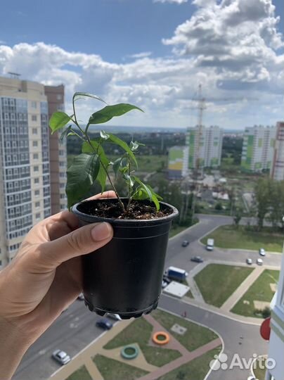 Фикус Бенжамина