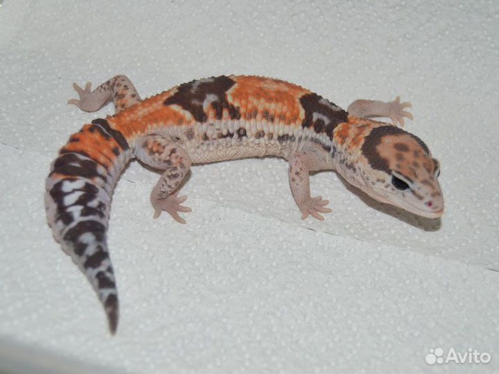 Гемитекониксы взрослые и малыши