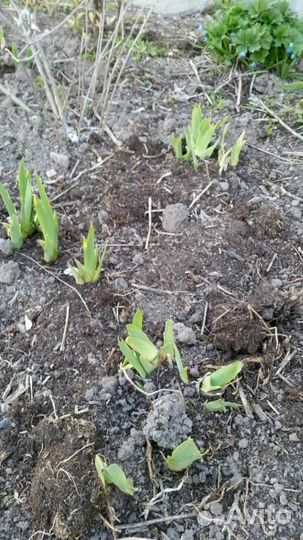 Перегной крс,чернозем отличный газель,камаз,ЗИЛ 6Т