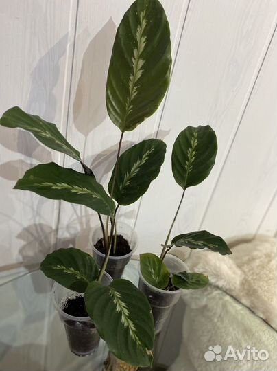 Калатея Мауи