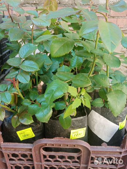 Розы сортовые