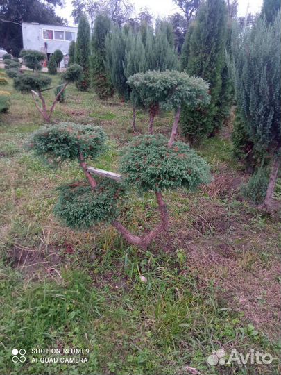 Туи колумна, ели, на штамбе клен, бонсай