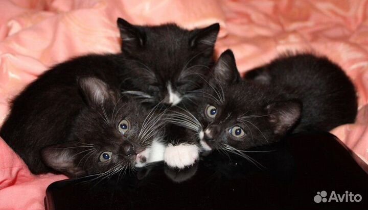 Котята, возраст 4 месяцев