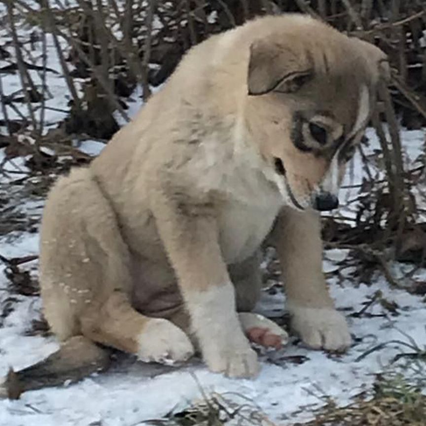 Щенки в добрые руки