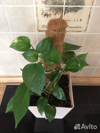 Сциндапсус