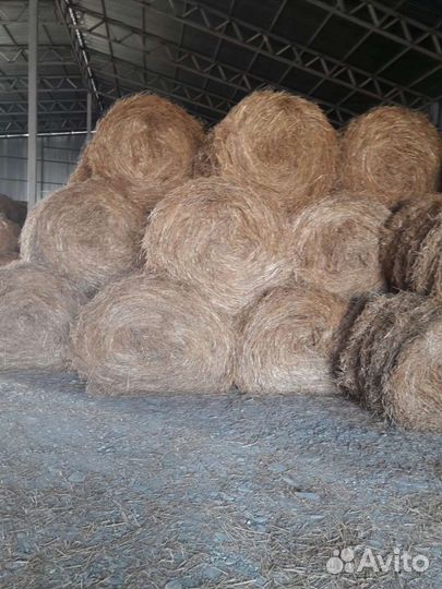 Продам сено в рулонах
