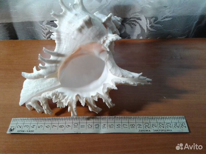 Раковина морская большая