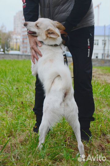 Пёс ищет дом