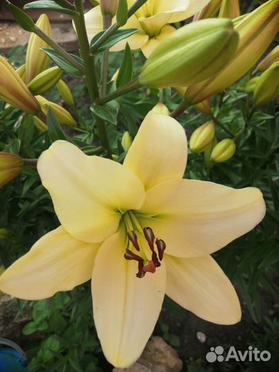 Лилии луковицы