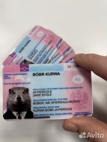 Права бобра
