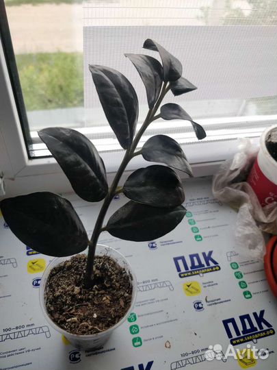 Замиокулькас черный равен