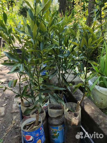 Кумкват, апельсин, мандарин, лимон