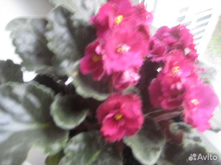 Комнатные домашние растения