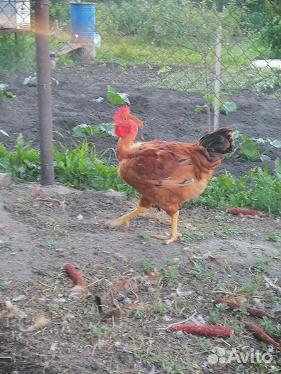 Молодые петухи