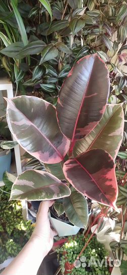 Фикус эластика Белиз