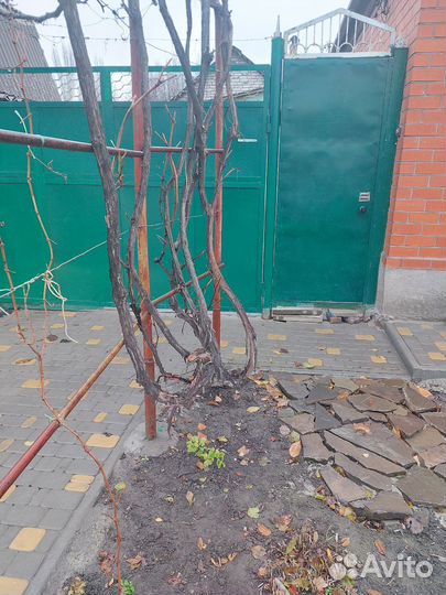 Ворота с калиткой распашные бу