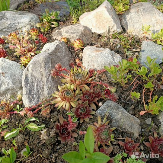 Многолетники для альпийской горки