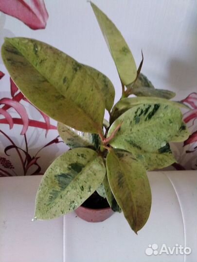 Фикус шривериана кустистый и хойя росита