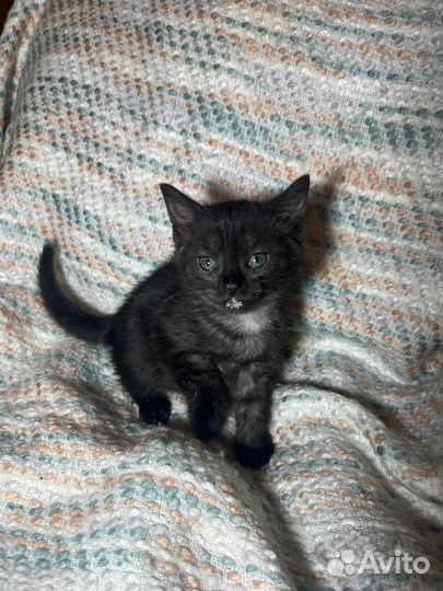 Котенок в дар