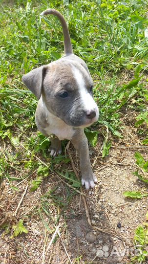 Стаффордширский терьер