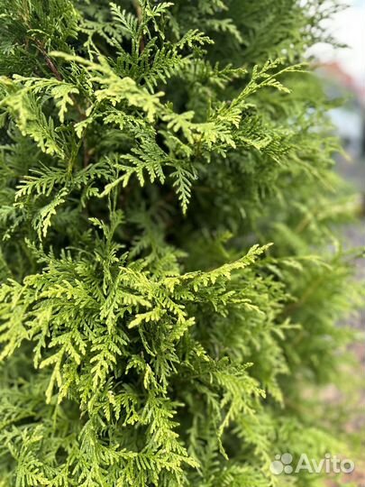 Туя Смарагд, Брабант, Даника