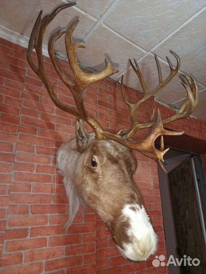 Чучело головы оленя