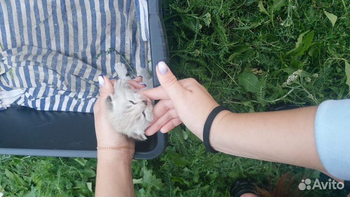 Вислоухие котята