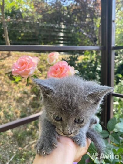 Котята бесплатно