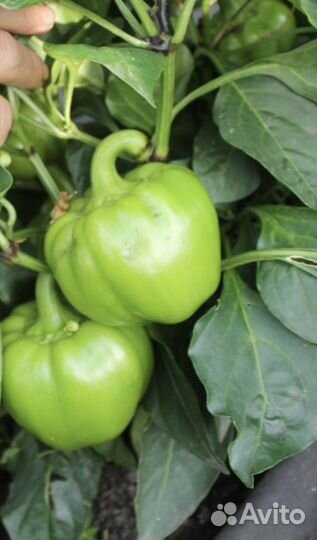 Золото Героя Семена перец Красноярск