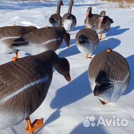 Часто задаваемые вопросы по охоте на гуся