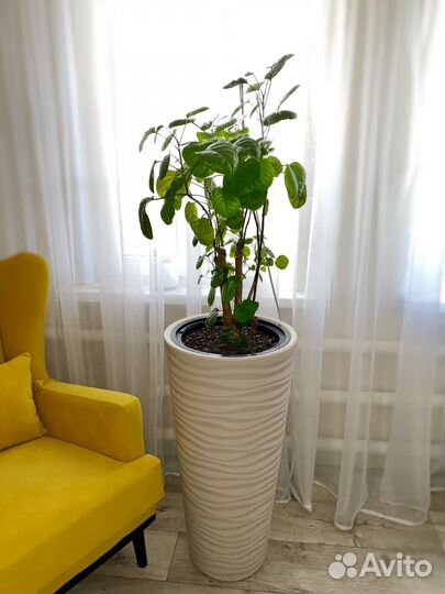 Полисциас Фабиан