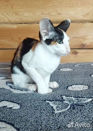 Котята ориенталы