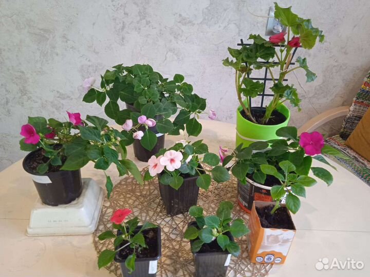 Бегония корневая, бальзамин