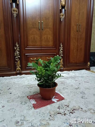 Замиокулькас