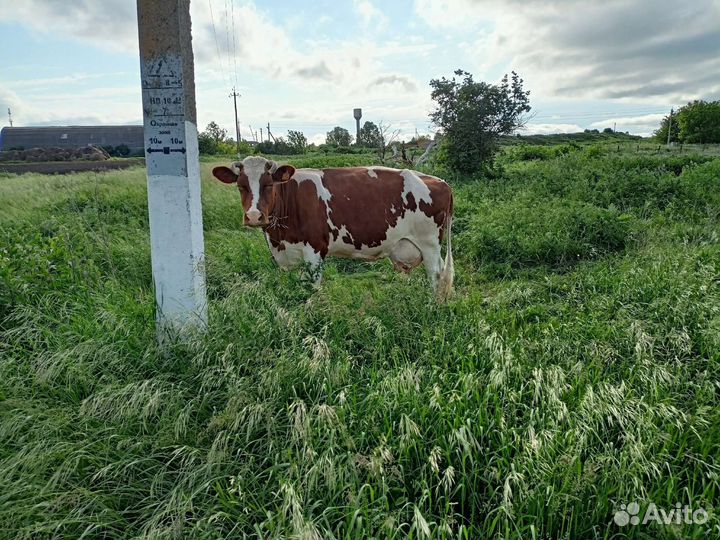 Три коровы дойные и тёлочка 4 месяца на племя