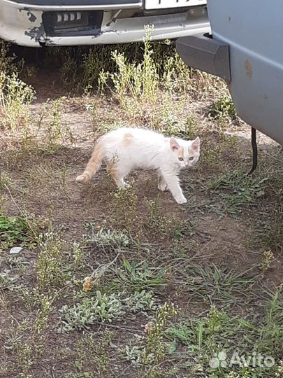 Котята бесплатно