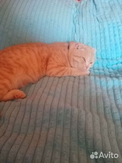 Шотландская вислоухая кошка бесплатно