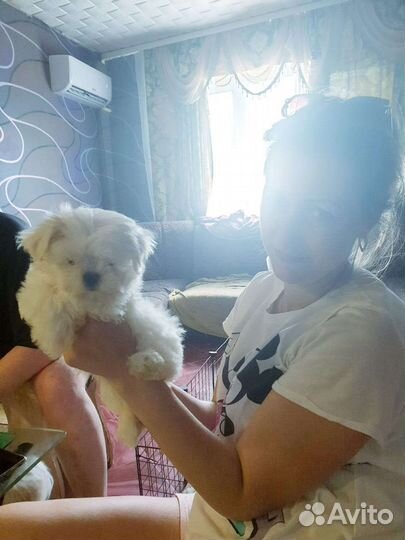 Щенки мальтийской болонки mini