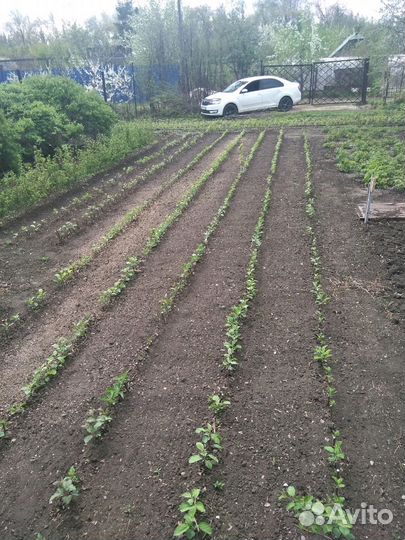 Саженцы яблони груши