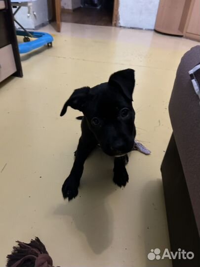 Продам пит Буля, девочка 4месяца