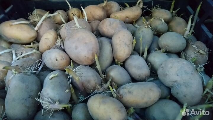 Семенной картофель