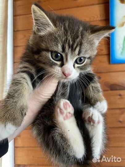 Котёнок 1,5 месяца