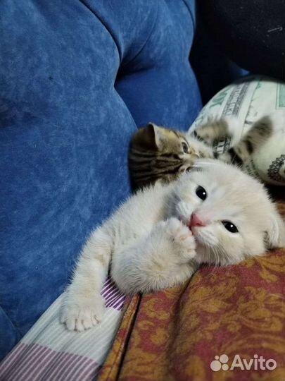 Шотландский котёнок