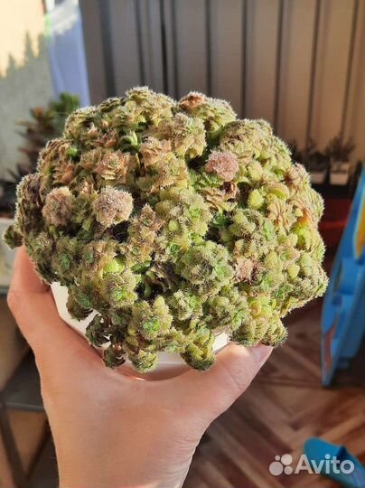 Кактусы и суккуленты