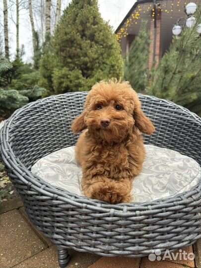 Той-пудель ред браун девочка РКФ