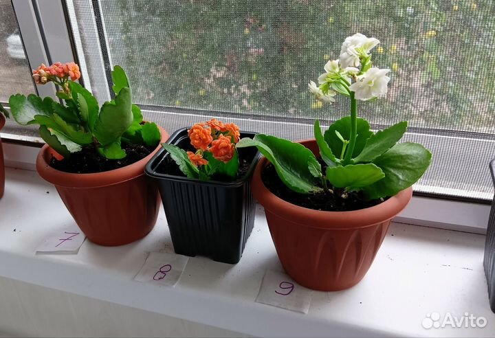 Каланхоэ Каландива, укоренённые листья