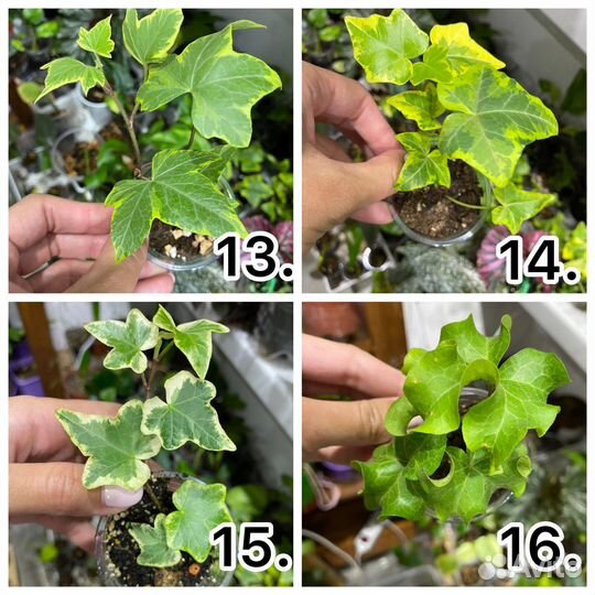 Комнатные растения 1 часть