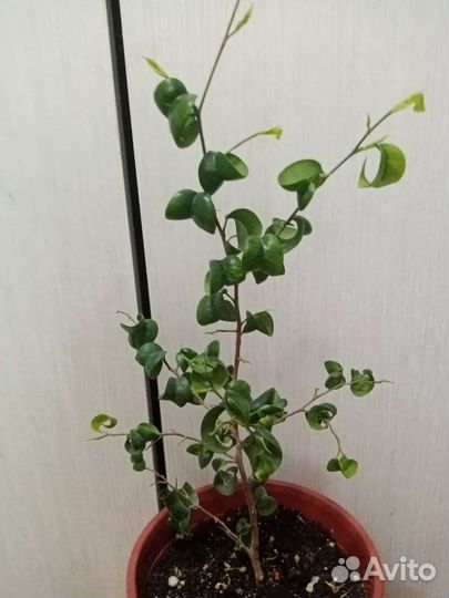 Фикус Барок