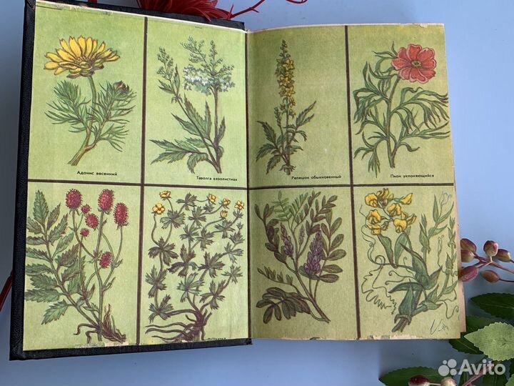 Книга лекарственные растения махлаюк