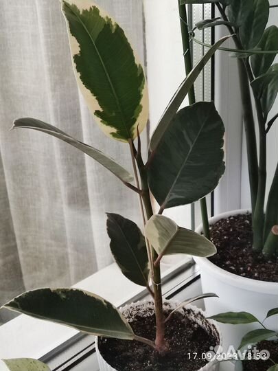 Фикус тинеке